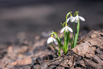 snowdrop