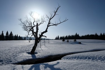 Samotne drzewo na Hali Izerskiej  © Iwona