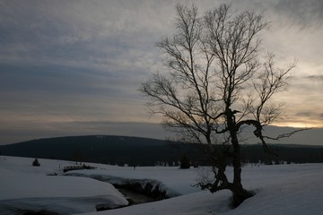 Samotne drzewo na Hali Izerskiej 