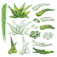 Aloe vera plant sketches. Herb leaf, nature flora - obrazy, fototapety, plakaty