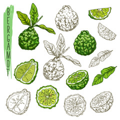 Set of isolated bergamot fruits or plants