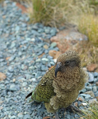 Wilder Kea Papagei in den Bergen in Neuseeland