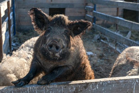 Mangalica a Hungarian breed of domestic pig on the farm