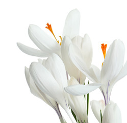 Fototapeta premium Beautiful spring crocus flowers on white background