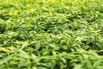 Many fresh green seedlings as background, closeup