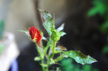 red roses in the garden. Beautiful blooming red rose flowers.Roses on a bush