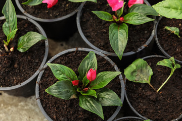 Blooming flowers growing in pots with soil, top view