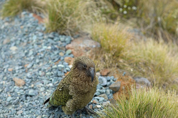 Wilder Kea Papagei in den Bergen in Neuseeland