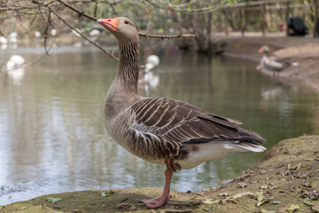 A Greylag Goose in the park