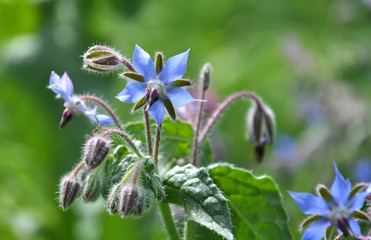 Bloom in nature borage