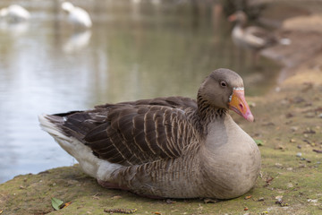 Obraz premium A Greylag Goose in the park