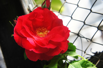 red roses in the garden. Beautiful blooming red rose flowers.Roses on a bush