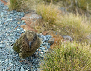 Wilder Kea Papagei in den Bergen in Neuseeland