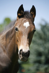 Head shot of a newborn thoroughbred filly at beautiful animal ranch