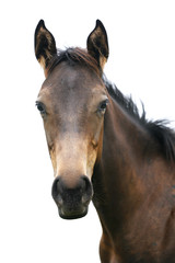 Fototapeta premium Head shot of a newborn thoroughbred filly at beautiful animal ranch