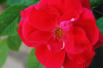 red roses in the garden. Beautiful blooming red rose flowers.Roses on a bush