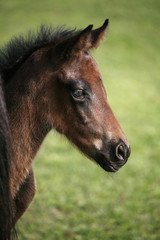 Fototapeta premium Closeup of a young domestic horse on natural background outdoors rural scene