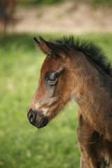 Obraz premium Closeup of a young domestic horse on natural background outdoors rural scene
