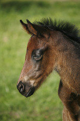 Fototapeta premium Closeup of a young domestic horse on natural background outdoors rural scene
