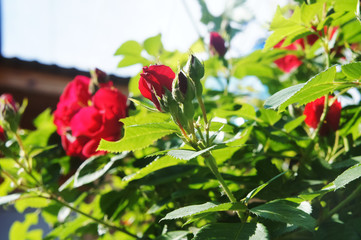 red roses in the garden. Beautiful blooming red rose flowers.Roses on a bush