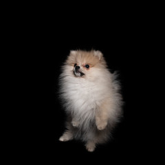 Obraz premium pomeranian spitz puppy isolated on a black background