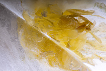 Gelbe Tulpe in kristallklarem Eis 2