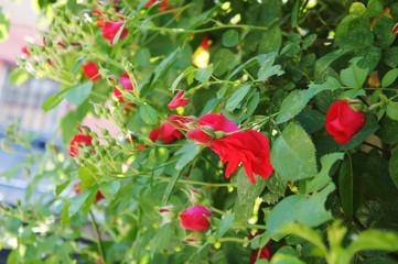 red roses in the garden. Beautiful blooming red rose flowers.Roses on a bush