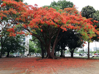 Fioritura Ipe Rosso, albero brasiliano