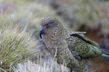 Wilder Kea Papagei in den Bergen in Neuseeland