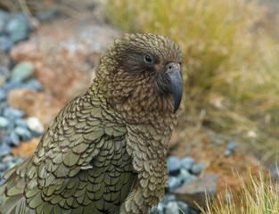 Wilder Kea Papagei in den Bergen in Neuseeland
