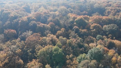 Leaves of deciduous trees changing to Autumn colors of orange and yellow