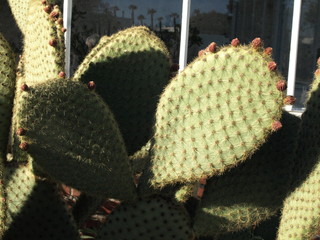 Cactus raquettes