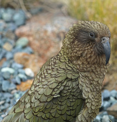 Wilder Kea Papagei in den Bergen in Neuseeland