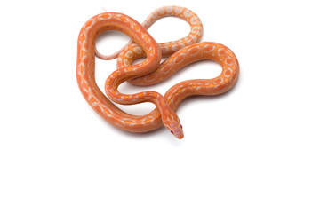 Corn snake isolated on white background