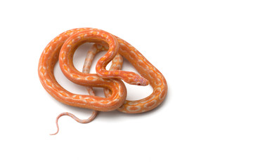 Corn snake isolated on white background