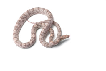 Corn snake isolated on white background