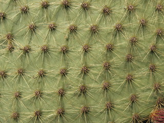 Obraz premium Texture d'épines