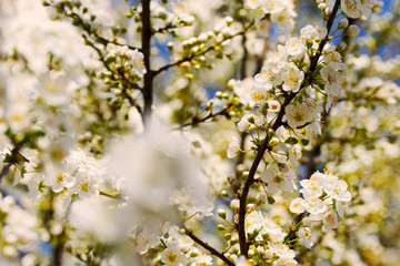 Beautiful white spring blossom