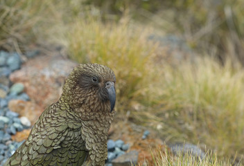 Wilder Kea Papagei in den Bergen in Neuseeland