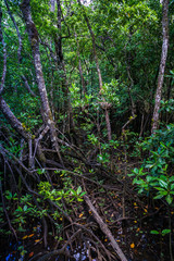 So dicht bewachsen ist der Daintree Regenwald in Australien