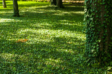 early summer landscape, old Park, trees, bushes, green grass, bright green leaves