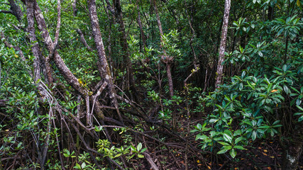 So dicht bewachsen ist der Daintree Regenwald in Australien