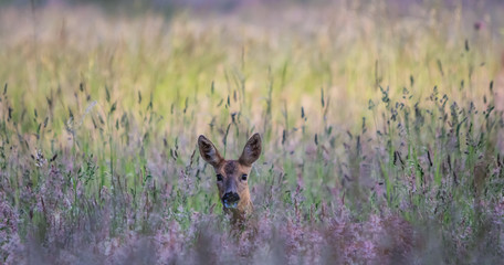 ROE DEER STANDING IN GRASS