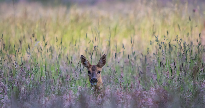 ROE DEER STANDING IN GRASS