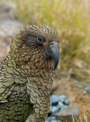 Wilder Kea Papagei in den Bergen in Neuseeland