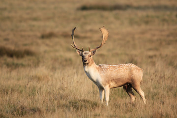 STAG STANDING ALONE