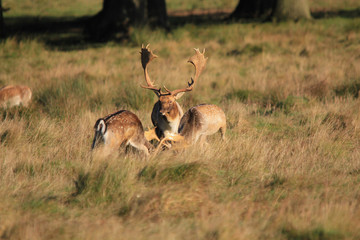 TWO STAGS RUTTING WHILE ANOTHER WATCHERS THEM