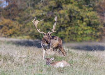 STAG DEER WITH YOUNG DEER 