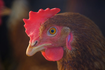 Chicken face and eye details macro over blurred background
