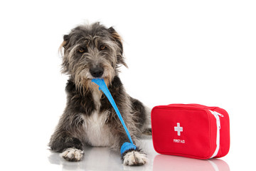 SICK DOG. INJURED AND FUNNY BLACK PUPPY LYING DOWN BITTING AND REMOVING A BLUE BANDAGE OR ELASTIC BAND ON FOOT AND A EMERGENCY  OR FIRT AID KIT.